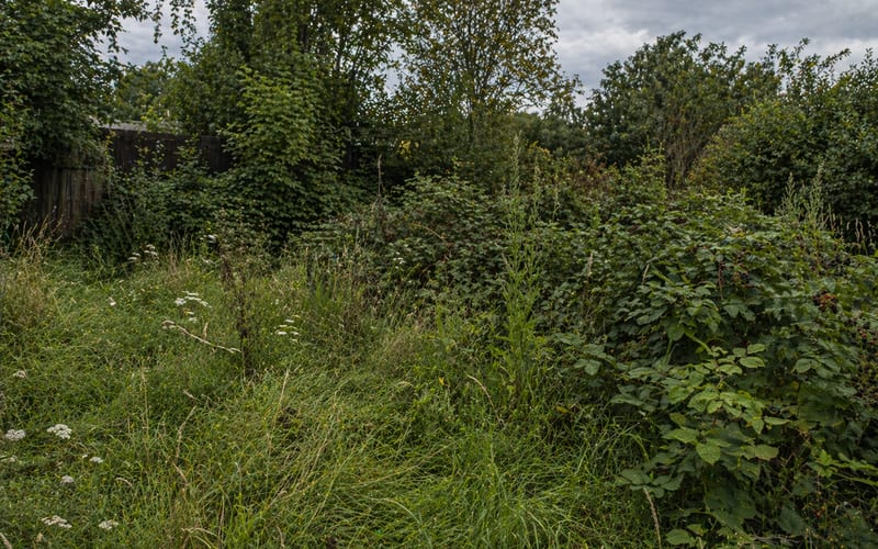 Before: Overgrown yard with brush and debris