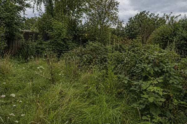 Overgrown yard before clearing