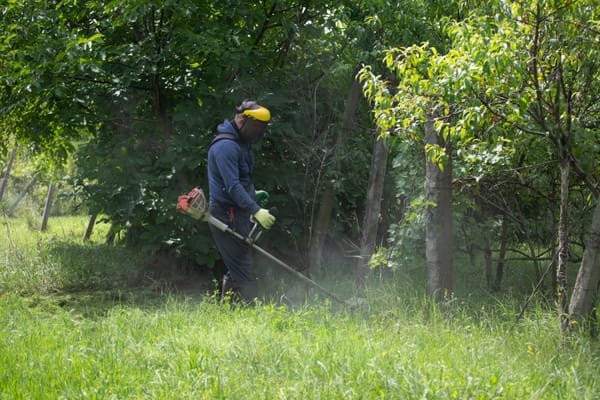 Brush and vegetation clearing